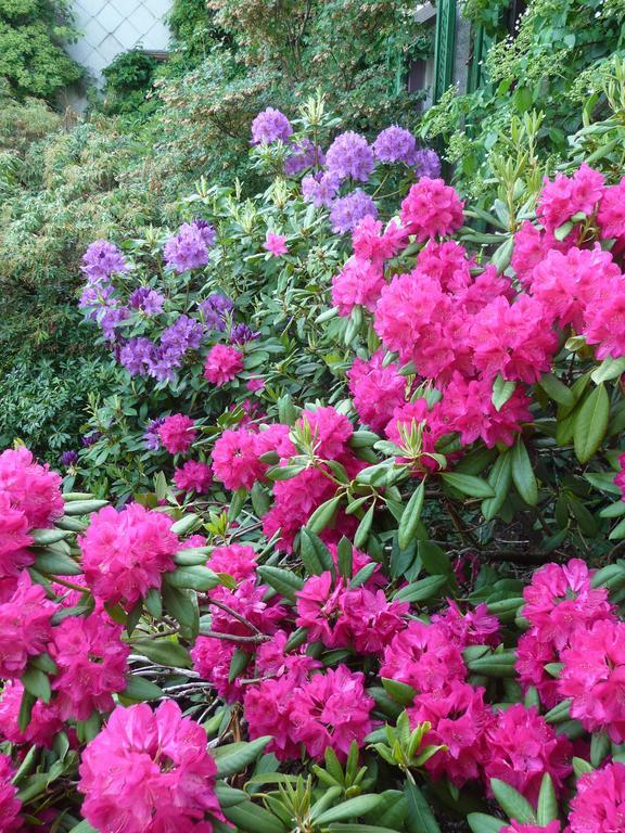 Gastehaus Zum Tulpenbaum Bed & Breakfast Turbenthal Екстериор снимка